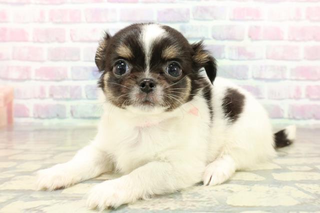 茨城県のチワワ(ロング) (Coo&RIKU水戸店/2025年10月21日生まれ/女の子/ホワイトブラックタン)の子犬の2枚目の画像