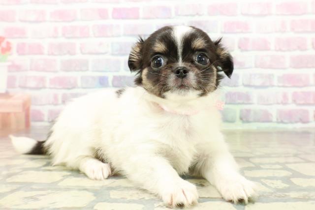 茨城県のチワワ(ロング) (Coo&RIKU水戸店/2025年10月21日生まれ/女の子/ホワイトブラックタン)の子犬の3枚目の画像