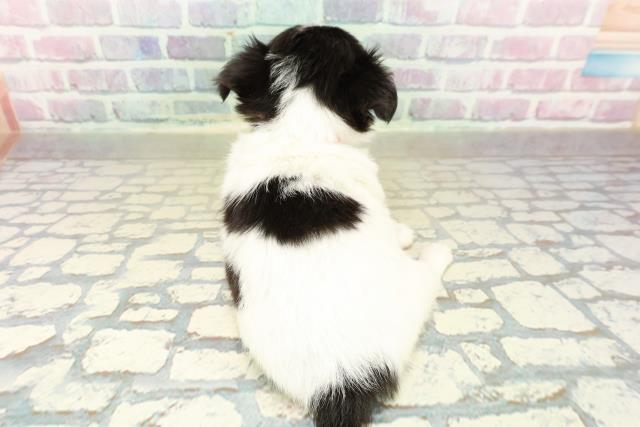 茨城県のチワワ(ロング) (Coo&RIKU水戸店/2025年10月21日生まれ/女の子/ホワイトブラックタン)の子犬の4枚目の画像