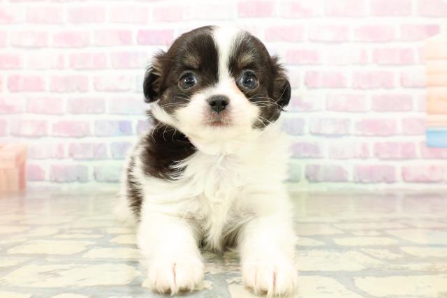 千葉県のチワワ(ロング) (Coo&RIKU若葉都賀店/2025年10月21日生まれ/女の子/ホワイトブラックタン)の子犬の1枚目の画像