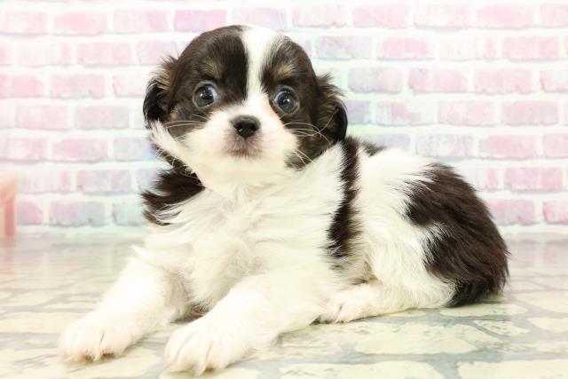 千葉県のチワワ(ロング) (Coo&RIKU若葉都賀店/2025年10月21日生まれ/女の子/ホワイトブラックタン)の子犬の2枚目の画像