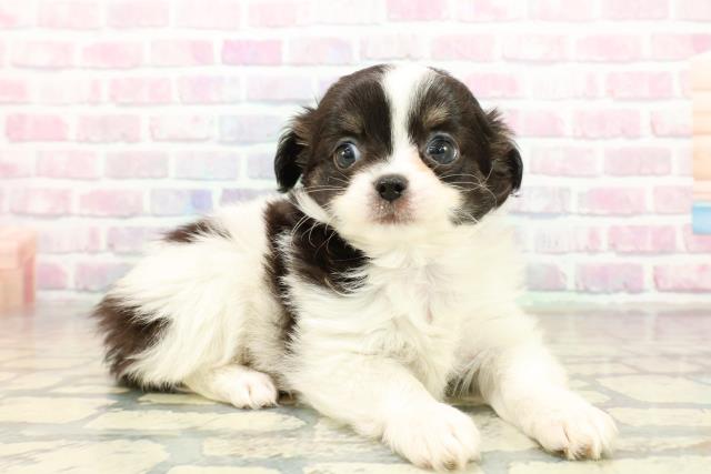 千葉県のチワワ(ロング) (Coo&RIKU若葉都賀店/2025年10月21日生まれ/女の子/ホワイトブラックタン)の子犬の3枚目の画像