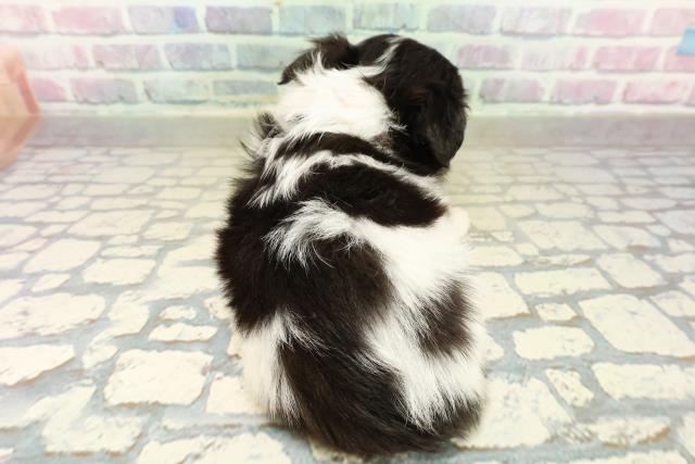 千葉県のチワワ(ロング) (Coo&RIKU若葉都賀店/2025年10月21日生まれ/女の子/ホワイトブラックタン)の子犬の4枚目の画像