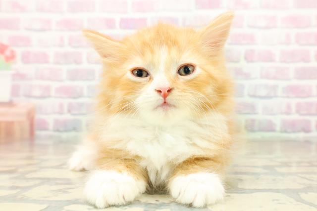 埼玉県のサイベリアン (Coo&RIKU所沢店/2025年10月20日生まれ/男の子/レッドタビーホワイト)の子猫の1枚目の画像