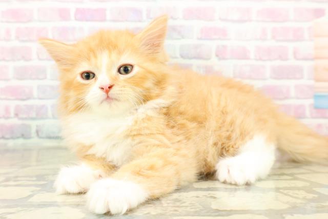 埼玉県のサイベリアン (Coo&RIKU所沢店/2025年10月20日生まれ/男の子/レッドタビーホワイト)の子猫の2枚目の画像