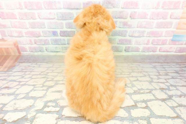 埼玉県のサイベリアン (Coo&RIKU所沢店/2025年10月20日生まれ/男の子/レッドタビーホワイト)の子猫の4枚目の画像