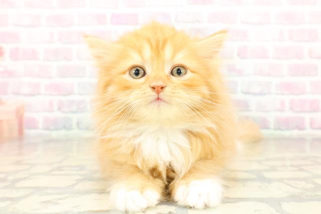 千葉県のサイベリアン (Coo&RIKU若葉都賀店/2025年10月20日生まれ/男の子/レッドタビーホワイト)の子猫の1枚目の画像