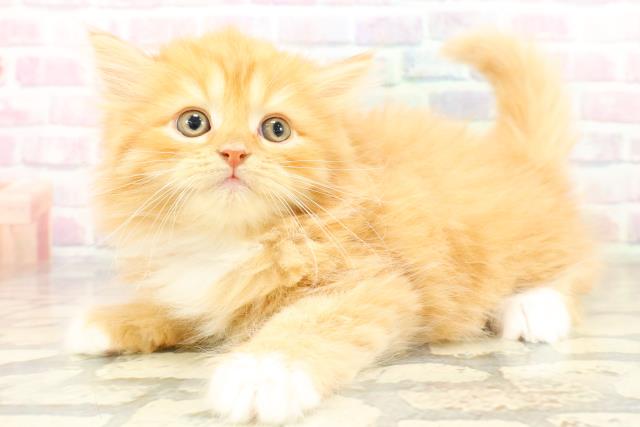 千葉県のサイベリアン (Coo&RIKU若葉都賀店/2025年10月20日生まれ/男の子/レッドタビーホワイト)の子猫の2枚目の画像