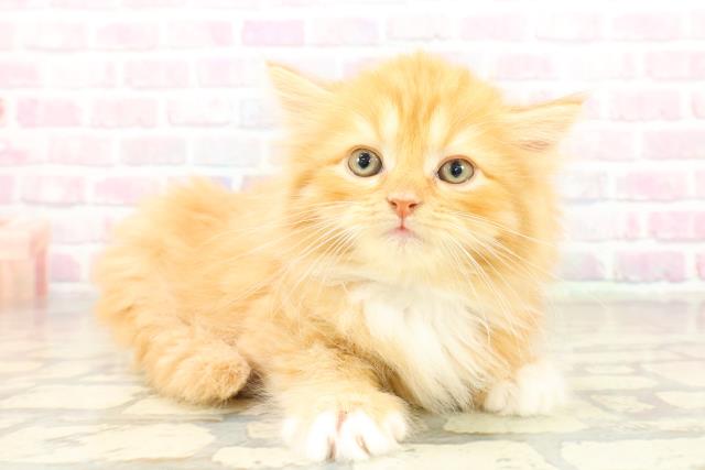 千葉県のサイベリアン (Coo&RIKU若葉都賀店/2025年10月20日生まれ/男の子/レッドタビーホワイト)の子猫の3枚目の画像