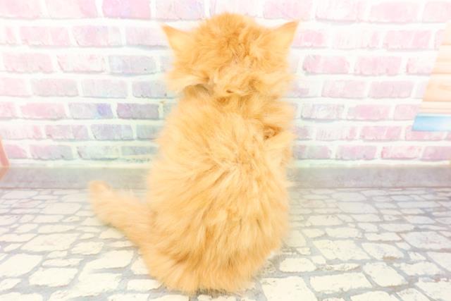 千葉県のサイベリアン (Coo&RIKU若葉都賀店/2025年10月20日生まれ/男の子/レッドタビーホワイト)の子猫の4枚目の画像