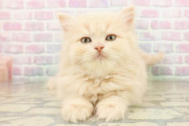 千葉県のサイベリアン (Coo&RIKUアクロスモール新鎌ケ谷店/2025年10月20日生まれ/女の子/クリームタビー)の子猫の1枚目の画像