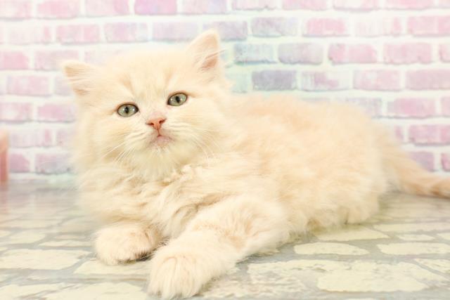 千葉県のサイベリアン (Coo&RIKUアクロスモール新鎌ケ谷店/2025年10月20日生まれ/女の子/クリームタビー)の子猫の2枚目の画像