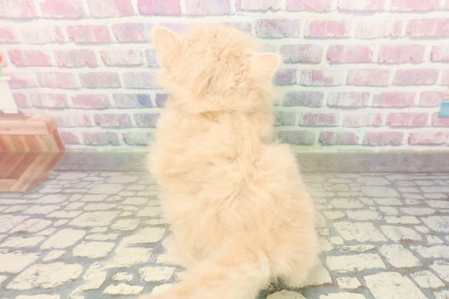 千葉県のサイベリアン (Coo&RIKUアクロスモール新鎌ケ谷店/2025年10月20日生まれ/女の子/クリームタビー)の子猫の4枚目の画像