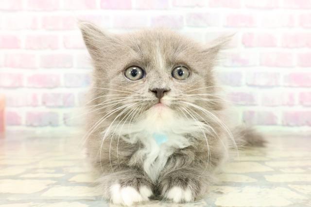 東京都のサイベリアン (Coo&RIKU板橋店/2025年10月20日生まれ/男の子/ブルーホワイト)の子猫の1枚目の画像