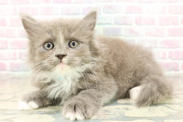 東京都のサイベリアン (Coo&RIKU板橋店/2025年10月20日生まれ/男の子/ブルーホワイト)の子猫の2枚目の画像