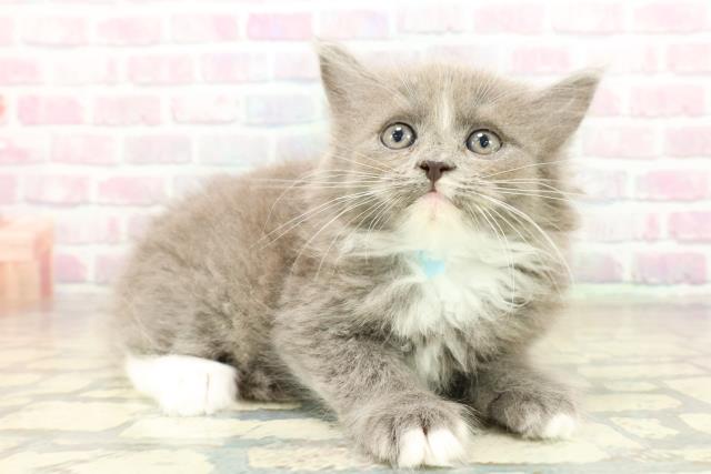 東京都のサイベリアン (Coo&RIKU板橋店/2025年10月20日生まれ/男の子/ブルーホワイト)の子猫の3枚目の画像