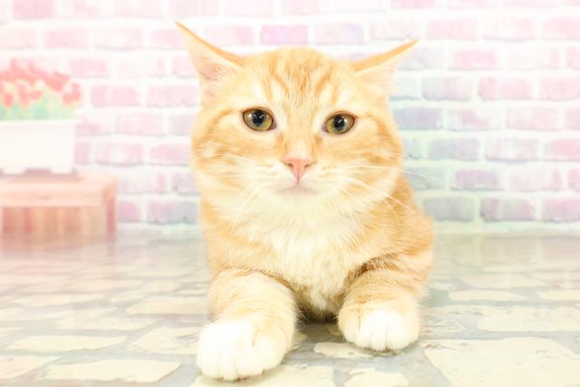 千葉県のマンチカン (Coo&RIKUアクロスモール新鎌ケ谷店/2025年8月23日生まれ/女の子/レッドタビーホワイト)の子猫の1枚目の画像