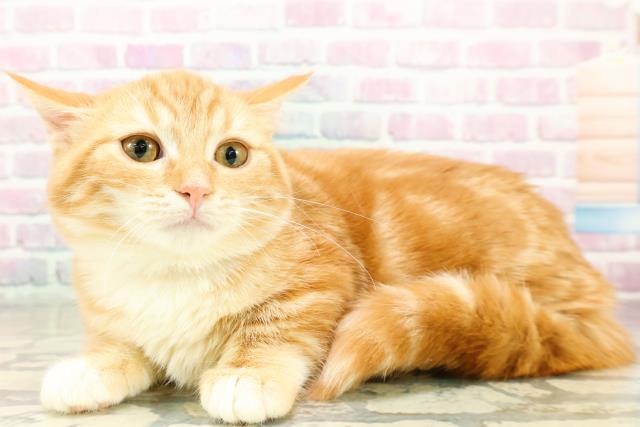 千葉県のマンチカン (Coo&RIKUアクロスモール新鎌ケ谷店/2025年8月23日生まれ/女の子/レッドタビーホワイト)の子猫の2枚目の画像