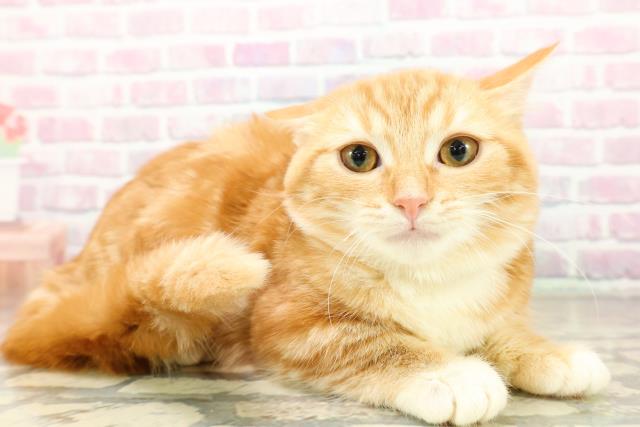 千葉県のマンチカン (Coo&RIKUアクロスモール新鎌ケ谷店/2025年8月23日生まれ/女の子/レッドタビーホワイト)の子猫の3枚目の画像