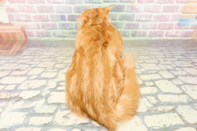 千葉県のマンチカン (Coo&RIKUアクロスモール新鎌ケ谷店/2025年8月23日生まれ/女の子/レッドタビーホワイト)の子猫の4枚目の画像