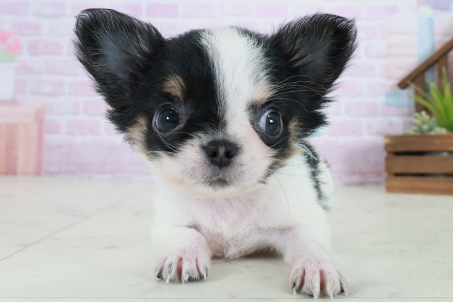 福岡県のチワワ(ロング) (Coo&RIKU黒崎店/2025年10月21日生まれ/男の子/ブラックタンホワイト)の子犬の1枚目の画像