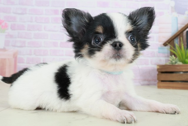 福岡県のチワワ(ロング) (Coo&RIKU黒崎店/2025年10月21日生まれ/男の子/ブラックタンホワイト)の子犬の2枚目の画像