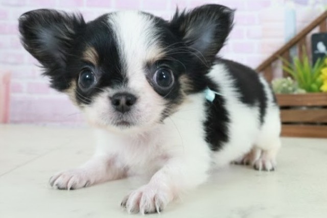 福岡県のチワワ(ロング) (Coo&RIKU黒崎店/2025年10月21日生まれ/男の子/ブラックタンホワイト)の子犬の3枚目の画像