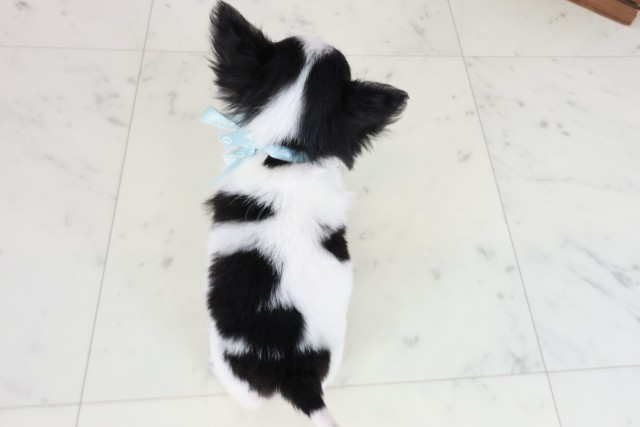 福岡県のチワワ(ロング) (Coo&RIKU黒崎店/2025年10月21日生まれ/男の子/ブラックタンホワイト)の子犬の4枚目の画像