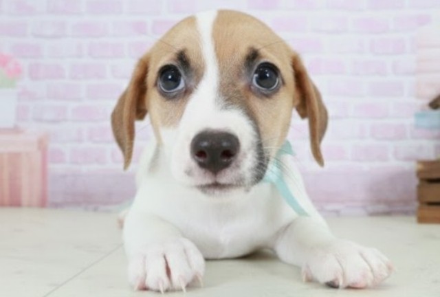 ジャックラッセルテリア