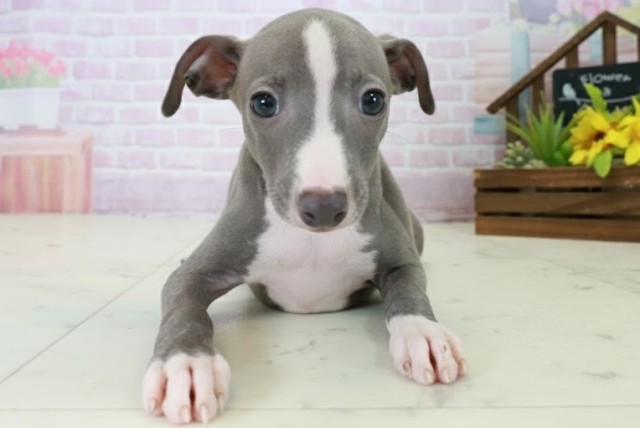 福岡県のイタリアングレーハウンド (Coo&RIKU福岡西店/2025年10月20日生まれ/男の子/ブルーホワイト)の子犬の1枚目の画像