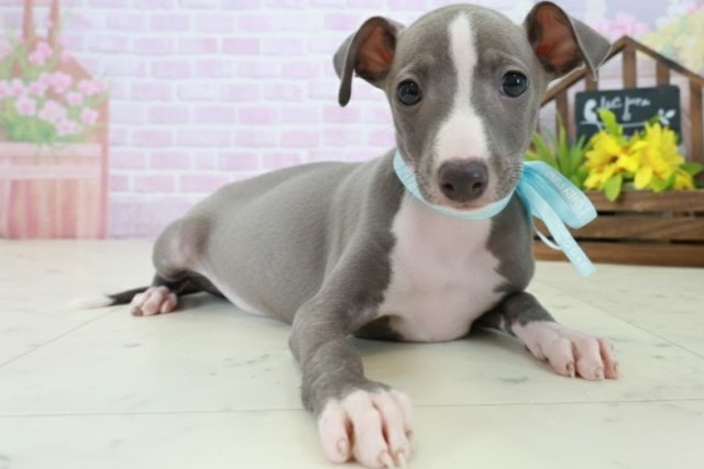 福岡県のイタリアングレーハウンド (Coo&RIKU福岡西店/2025年10月20日生まれ/男の子/ブルーホワイト)の子犬の2枚目の画像