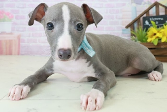 福岡県のイタリアングレーハウンド (Coo&RIKU福岡西店/2025年10月20日生まれ/男の子/ブルーホワイト)の子犬の3枚目の画像