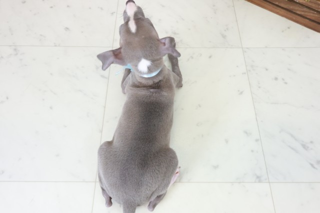 福岡県のイタリアングレーハウンド (Coo&RIKU福岡西店/2025年10月20日生まれ/男の子/ブルーホワイト)の子犬の4枚目の画像