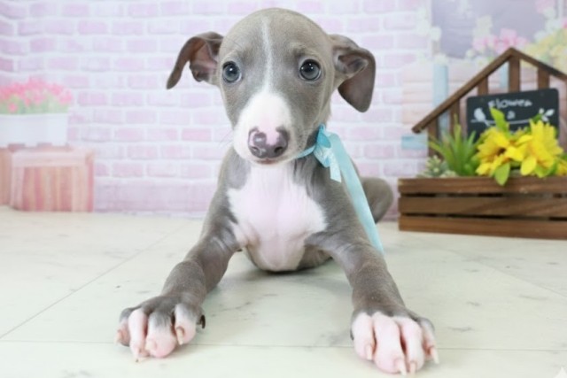 長崎県のイタリアングレーハウンド (Coo&RIKU長崎佐世保店/2025年10月20日生まれ/男の子/ブルーホワイト)の子犬の1枚目の画像