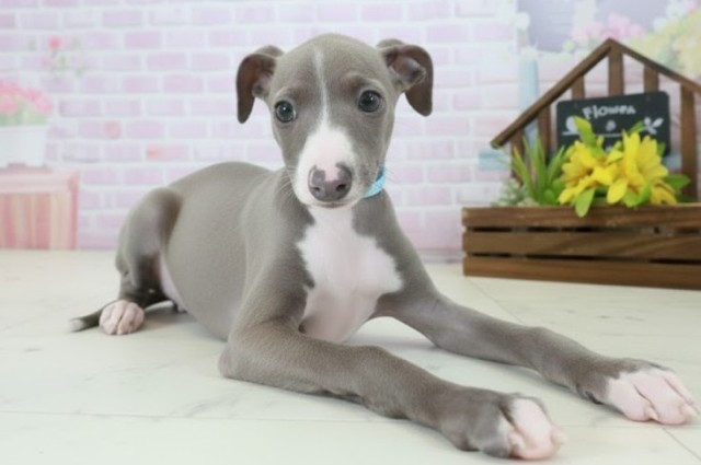 長崎県のイタリアングレーハウンド (Coo&RIKU長崎佐世保店/2025年10月20日生まれ/男の子/ブルーホワイト)の子犬の2枚目の画像
