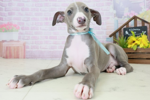 長崎県のイタリアングレーハウンド (Coo&RIKU長崎佐世保店/2025年10月20日生まれ/男の子/ブルーホワイト)の子犬の3枚目の画像