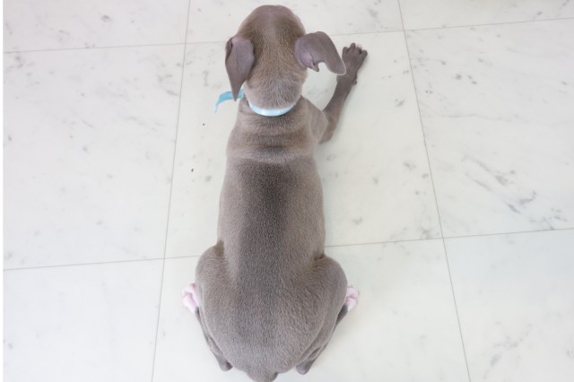 長崎県のイタリアングレーハウンド (Coo&RIKU長崎佐世保店/2025年10月20日生まれ/男の子/ブルーホワイト)の子犬の4枚目の画像