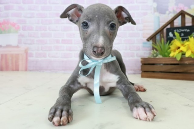 イタリアングレーハウンド