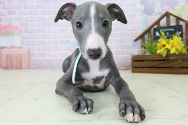 鹿児島県のイタリアングレーハウンド (Coo&RIKU鹿児島店/2025年10月20日生まれ/男の子/ブルーホワイト)の子犬の1枚目の画像