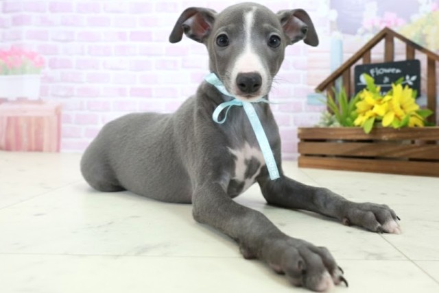 鹿児島県のイタリアングレーハウンド (Coo&RIKU鹿児島店/2025年10月20日生まれ/男の子/ブルーホワイト)の子犬の2枚目の画像