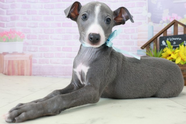鹿児島県のイタリアングレーハウンド (Coo&RIKU鹿児島店/2025年10月20日生まれ/男の子/ブルーホワイト)の子犬の3枚目の画像