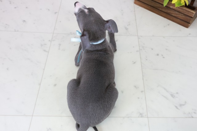 鹿児島県のイタリアングレーハウンド (Coo&RIKU鹿児島店/2025年10月20日生まれ/男の子/ブルーホワイト)の子犬の4枚目の画像