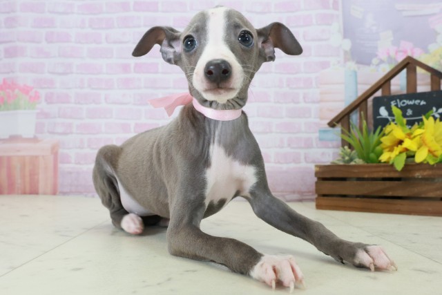 熊本県のイタリアングレーハウンド (Coo&RIKU熊本店/2025年10月20日生まれ/女の子/ブルーホワイト)の子犬の2枚目の画像