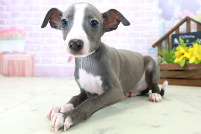 熊本県のイタリアングレーハウンド (Coo&RIKU熊本店/2025年10月20日生まれ/女の子/ブルーホワイト)の子犬の3枚目の画像