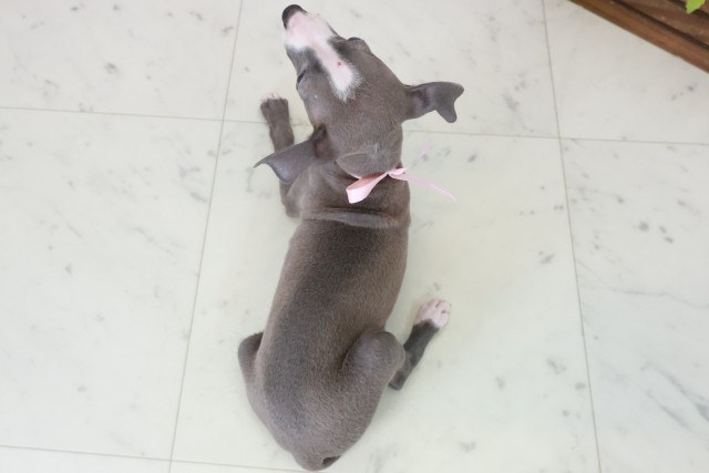 熊本県のイタリアングレーハウンド (Coo&RIKU熊本店/2025年10月20日生まれ/女の子/ブルーホワイト)の子犬の4枚目の画像