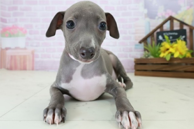 福岡県のイタリアングレーハウンド (Coo&RIKU小倉店/2025年10月20日生まれ/女の子/ブルーホワイト)の子犬の1枚目の画像