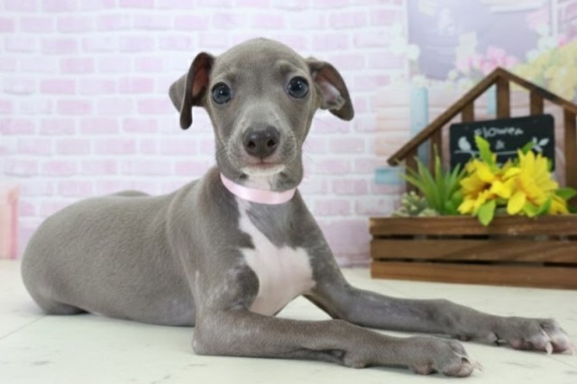 福岡県のイタリアングレーハウンド (Coo&RIKU小倉店/2025年10月20日生まれ/女の子/ブルーホワイト)の子犬の2枚目の画像