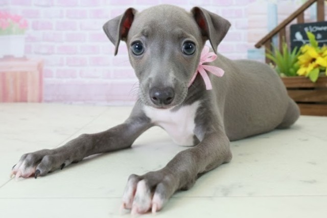 福岡県のイタリアングレーハウンド (Coo&RIKU小倉店/2025年10月20日生まれ/女の子/ブルーホワイト)の子犬の3枚目の画像