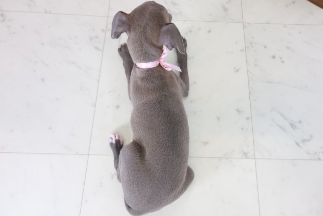 福岡県のイタリアングレーハウンド (Coo&RIKU小倉店/2025年10月20日生まれ/女の子/ブルーホワイト)の子犬の4枚目の画像