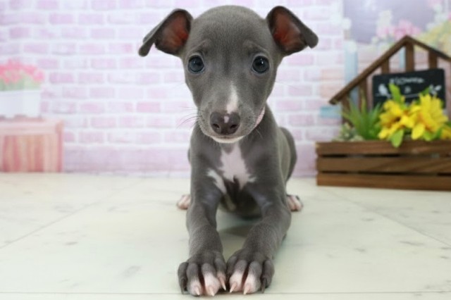 イタリアングレーハウンド